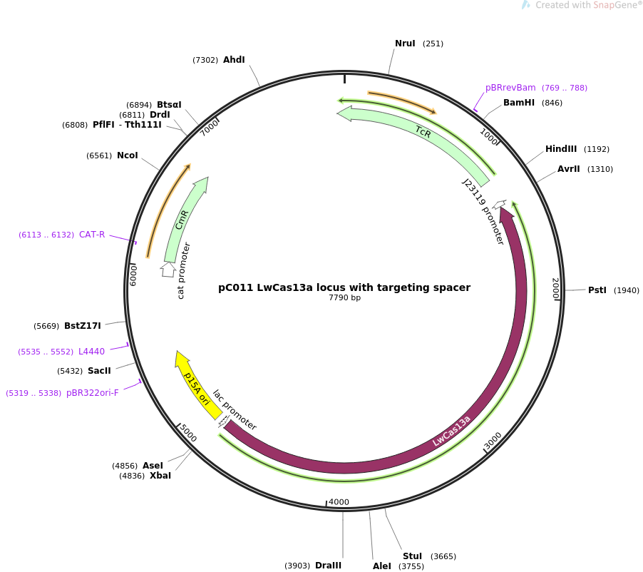 pC011 LwCas13a locus with targeting spacer质粒图谱